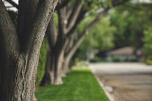 A row of trees with textured trunks lines a sunlit sidewalk, casting dappled shadows on the grass. Beyond, a residential area in Virginia-Highland blurs softly into the background, seamlessly incorporating modern trenchless sewer repair techniques.