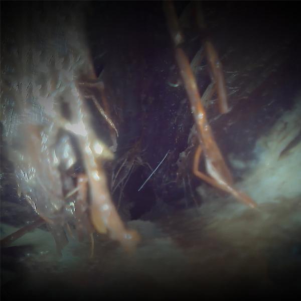 Sewer lateral camera inspection showing root intrusion